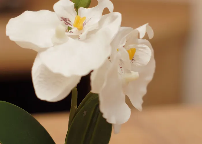 מלון Der Marienhof Garni